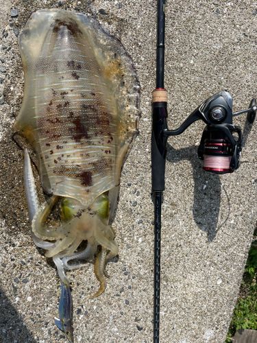 アオリイカの釣果