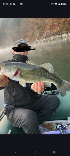 ブラックバスの釣果