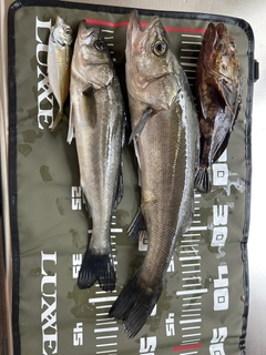 シーバスの釣果