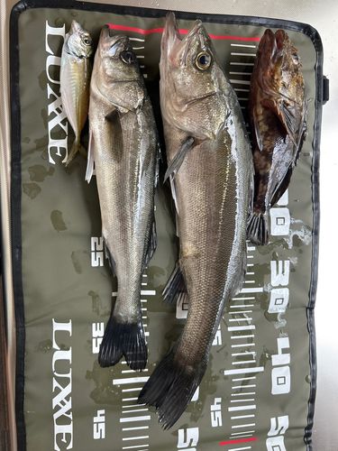 シーバスの釣果