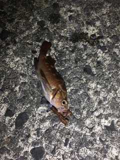 エゾメバルの釣果