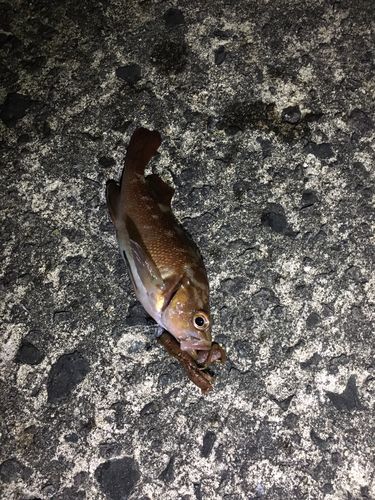 エゾメバルの釣果