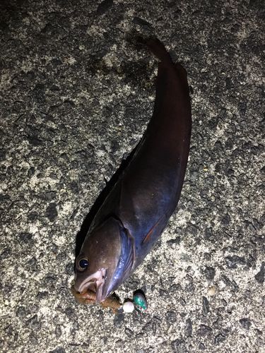 チゴダラの釣果