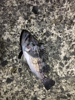 クロソイの釣果