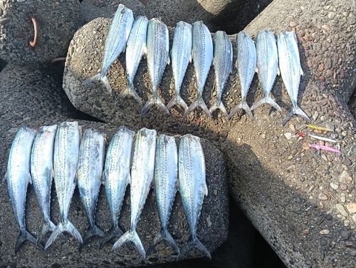 サゴシの釣果