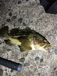 シマゾイの釣果