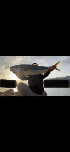 ヒラマサの釣果