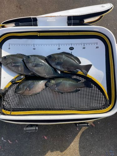 グレの釣果