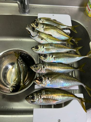 マアジの釣果
