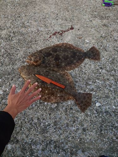 ヒラメの釣果