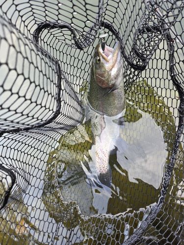 ニジマスの釣果