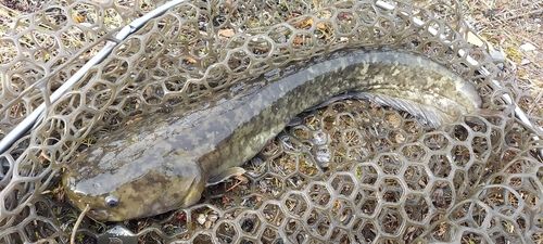 ナマズの釣果
