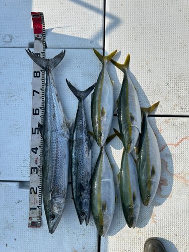 サワラの釣果