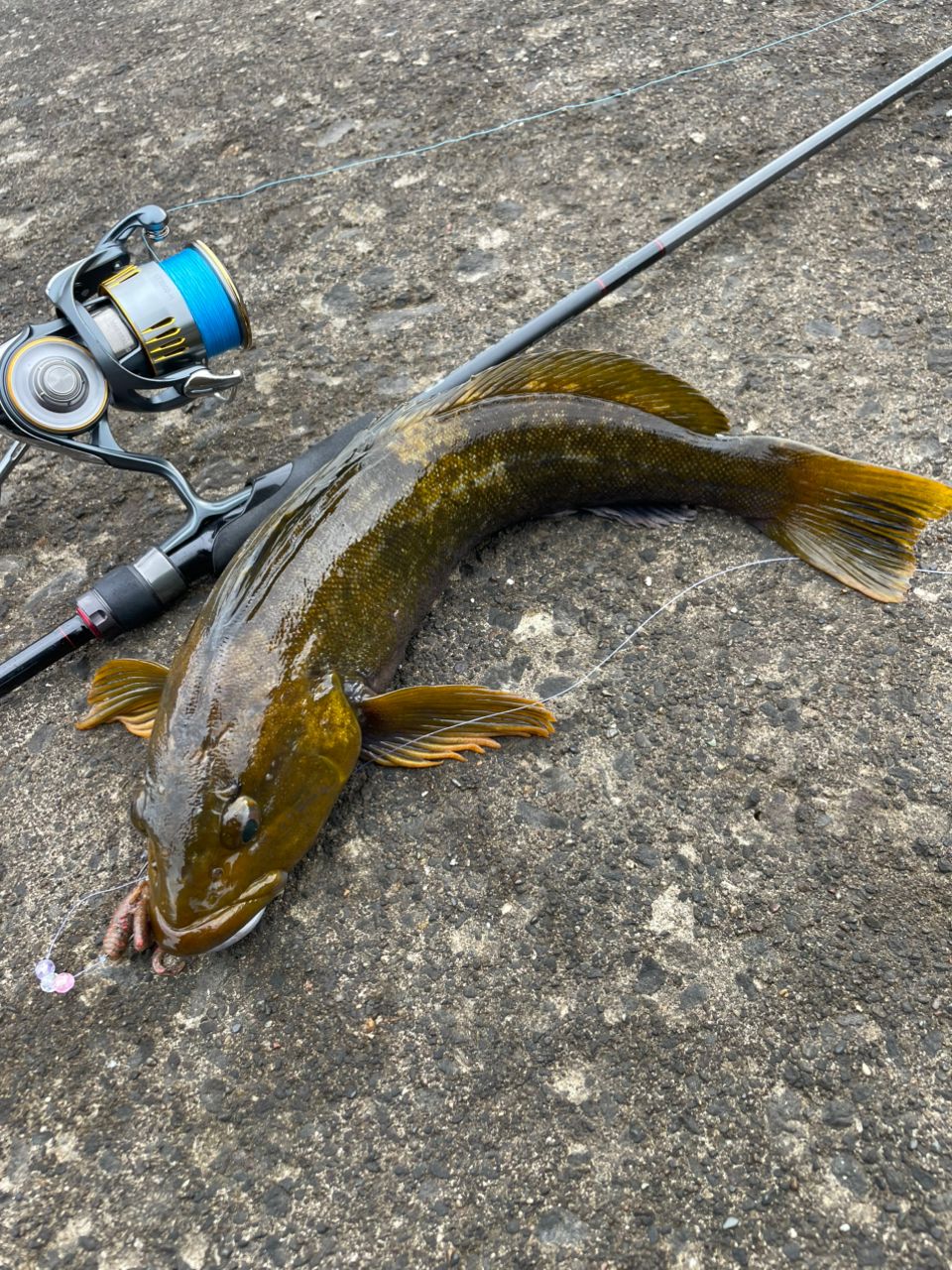 DAIWA 22HRF® (ハードロックフィッシュ) 79M・Qの最安値・インプレ