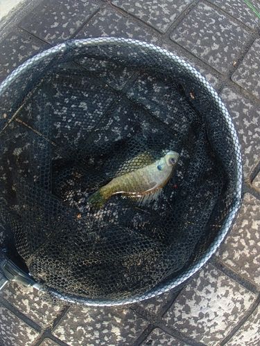 ブルーギルの釣果