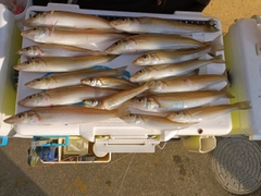 シロギスの釣果