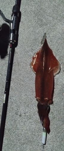 ヤリイカの釣果