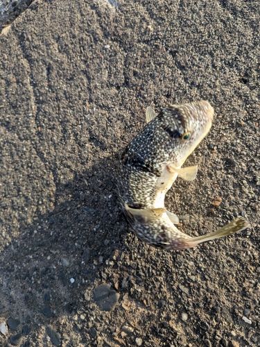 ショウサイフグの釣果
