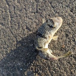 ショウサイフグ