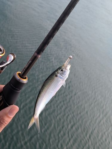 サッパの釣果