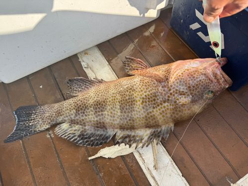 オオモンハタの釣果