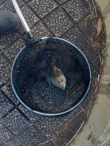 ブルーギルの釣果