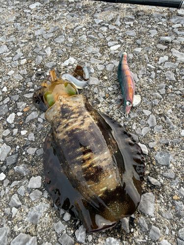 アオリイカの釣果