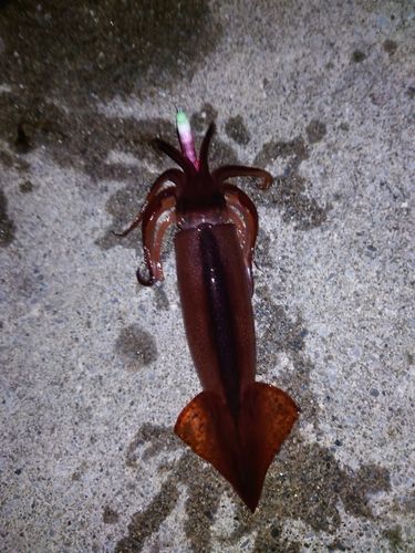 イカの釣果