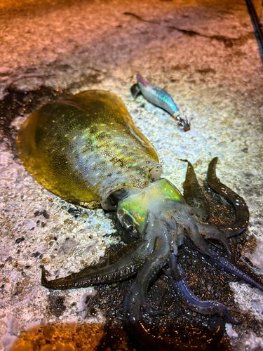 アオリイカの釣果