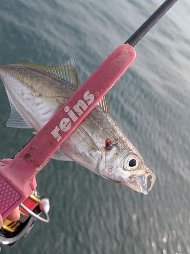 マアジの釣果