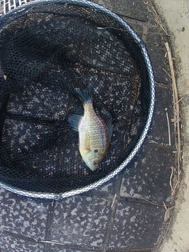 ブルーギルの釣果