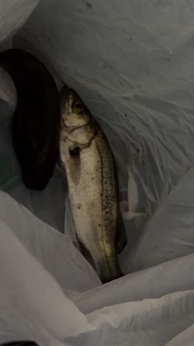 川尻漁港（日立）