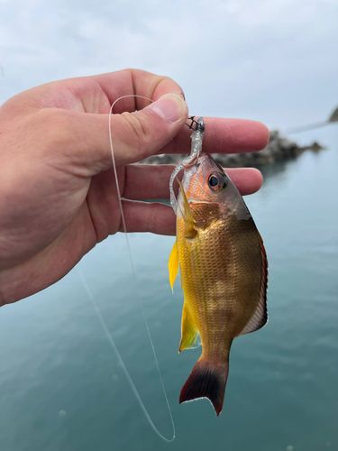 オキフエダイの釣果