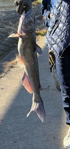 アメリカナマズの釣果