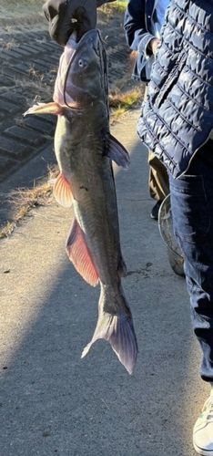 アメリカナマズの釣果