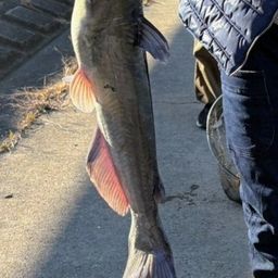 アメリカナマズ