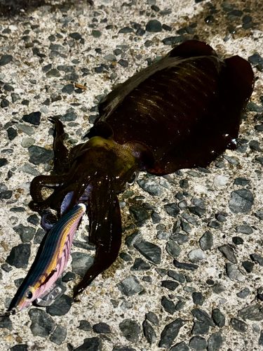 アオリイカの釣果