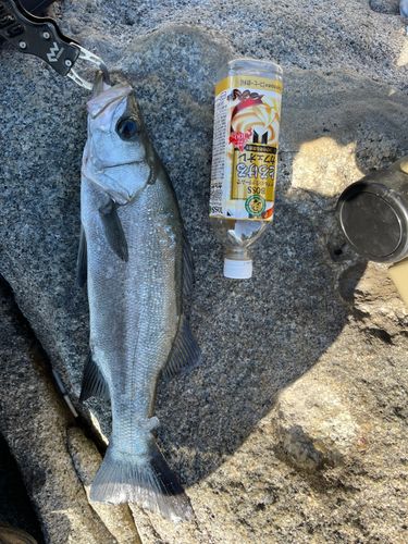 ヒラスズキの釣果