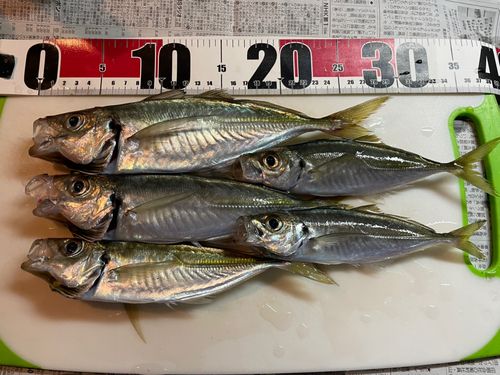 アジの釣果