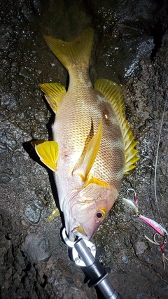 シブダイの釣果
