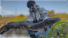 ライギョの釣果