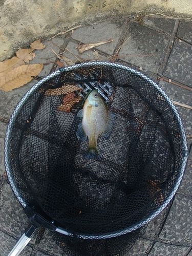 ブルーギルの釣果