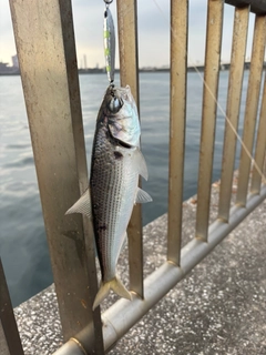 コノシロの釣果