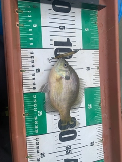 ブルーギルの釣果