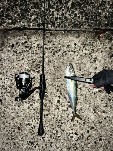サバの釣果