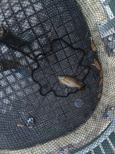 ブルーギルの釣果