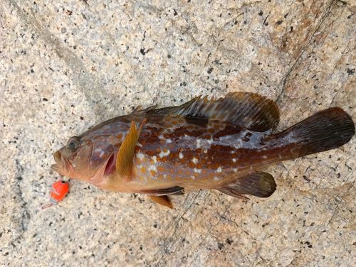 キジハタの釣果