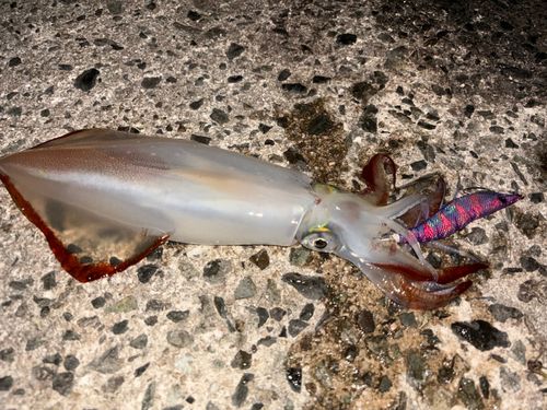 ケンサキイカの釣果