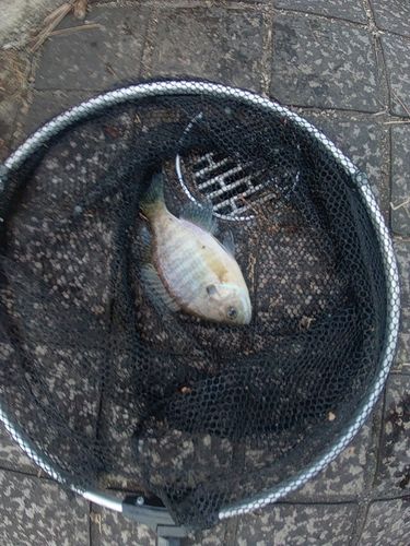 ブルーギルの釣果