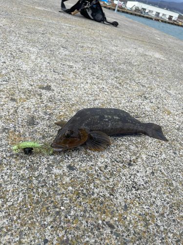 アイナメの釣果